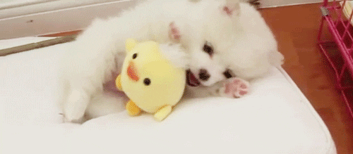 Adorable-baby-puppy GIFs - Get the best GIF on GIPHY