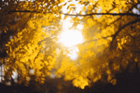 Autumn Leaves GIF by subtlestrokes