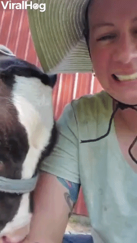 Cute Baby Cow Nibbles on Owner's Arm