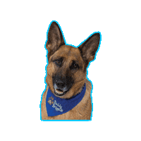 chkd_kids dog puppy cute dog childrens hospital Sticker