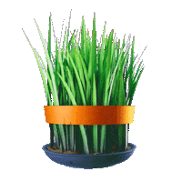 Novruz Semeni Sticker by Araz Supermarket