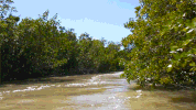 boat everglades GIF by University of Florida