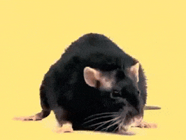 Rat GIF by MOODMAN