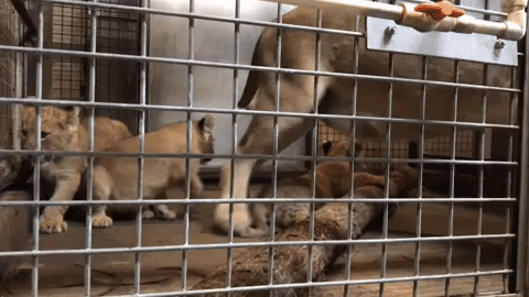 lion cubs mood GIF