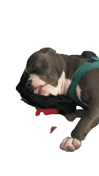 oliviamstaff olivia olivinha somostodosolivia oliviaamstaff Sticker