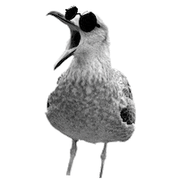 Seagull Moewe Sticker by DEICHBRAND Festival 