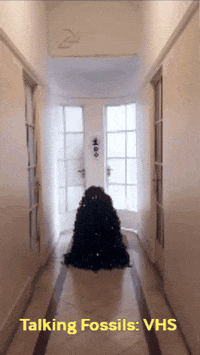 Dance Fashion GIF