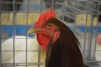 GIF by The Handsome Monkey King