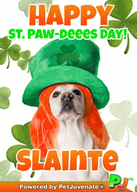St Patricks Day Taylor GIF by PetJuvenate - PJ