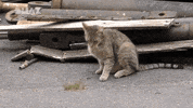 cat steel buddies GIF