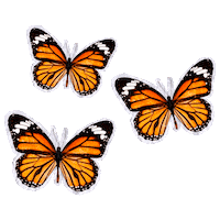 Stars Cut Out Sticker