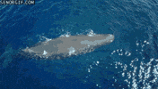ocean whales GIF