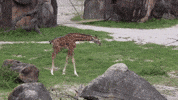 zooknoxville run spider eww giraffe GIF