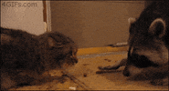 grey gardens cat GIF by Fandor