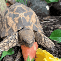 sandiegozoo food animals nature hungry GIF