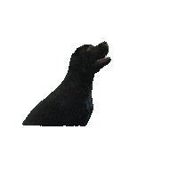 Dog Puppy Sticker by De Contentmaker