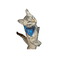 Doctor Who Sticker by Geekster Pets