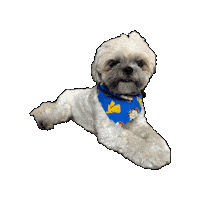 Pokemon Dog Sticker by Geekster Pets