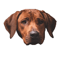 Dog Apeldoorn Sticker by Ultimate - be connected, feel free