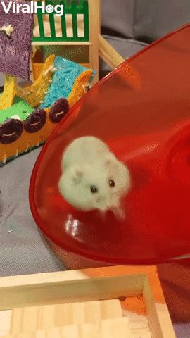 Hamster Loves Running On Her Saucer GIF by ViralHog