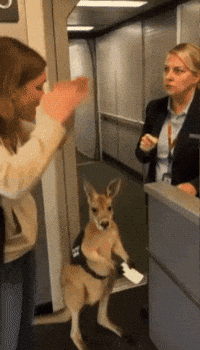 Flight Wtf GIF by Respective