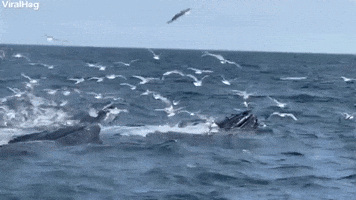 Humpback Whales Feeding