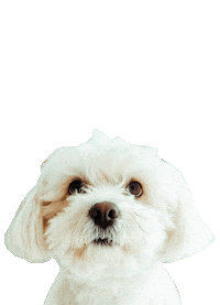 Dog Puppy Sticker by CRANK Dubai