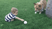 aww corgi GIF by JustViral.Net