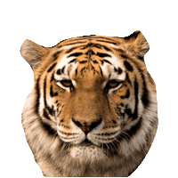 tiger GIF by imoji