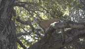 Mountain Lion Jump GIF by Oakland Zoo