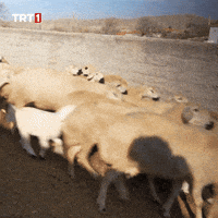 Friends Running GIF by TRT