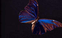 Butterfly Bug GIF by PBS Digital Studios