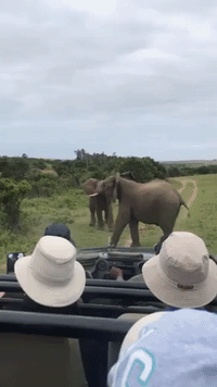 Adorable Baby Elephant Slips During Safari