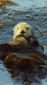 Ocean Floating GIF by Monterey Bay Aquarium
