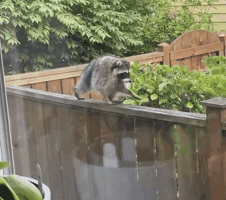 Raccoon GIF by the innernette
