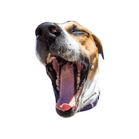 tstarch tired dogs chill relax Sticker