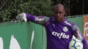 Palmeiras puma palmeiras pantera palestra GIF