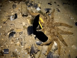 Diver Frees Starfish Clinging to Sunglasses