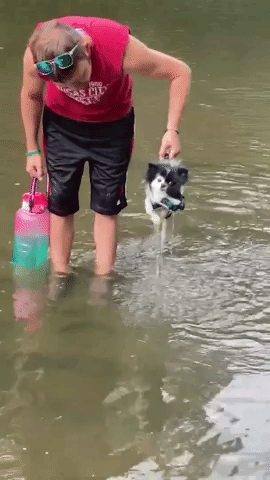 Dog Dressed As A Shark Swims for First Time