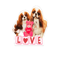 Dogs Cavalierkingcharlesspaniel Sticker