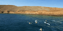 hawaii GIF