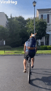Corgi Goes for Bike Ride 