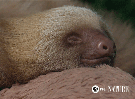 Sleepy Sloth GIF by ThirteenWNET