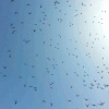 loop birds GIF
