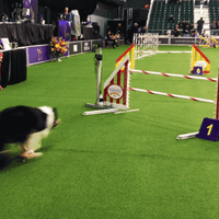 dog GIF by Westminster Kennel Club