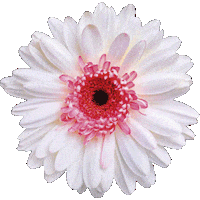 Fashion Sticker by Stradivarius