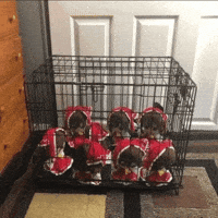 Cage GIF