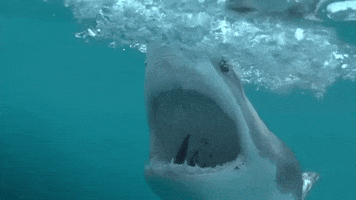 Hungry Discovery Channel GIF by Shark Week