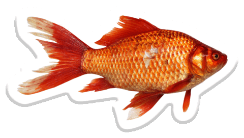 fish gold Sticker by Pets Add Life