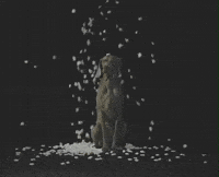 William Wegman Party GIF by Jason Clarke